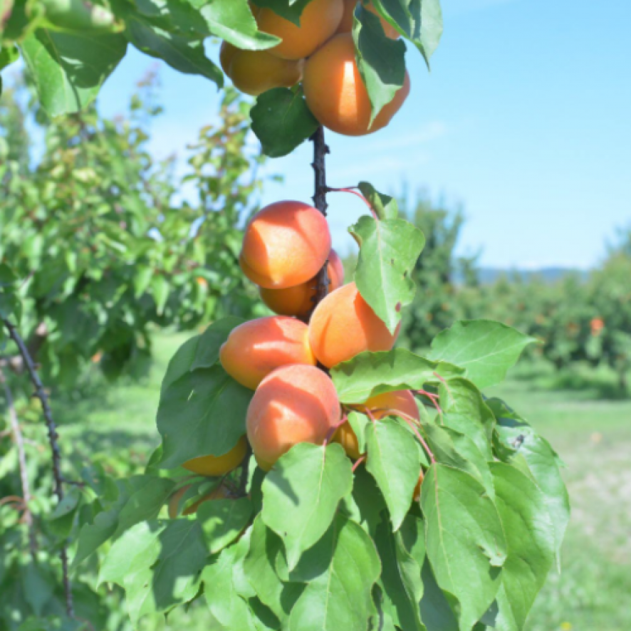 Récolte abricots