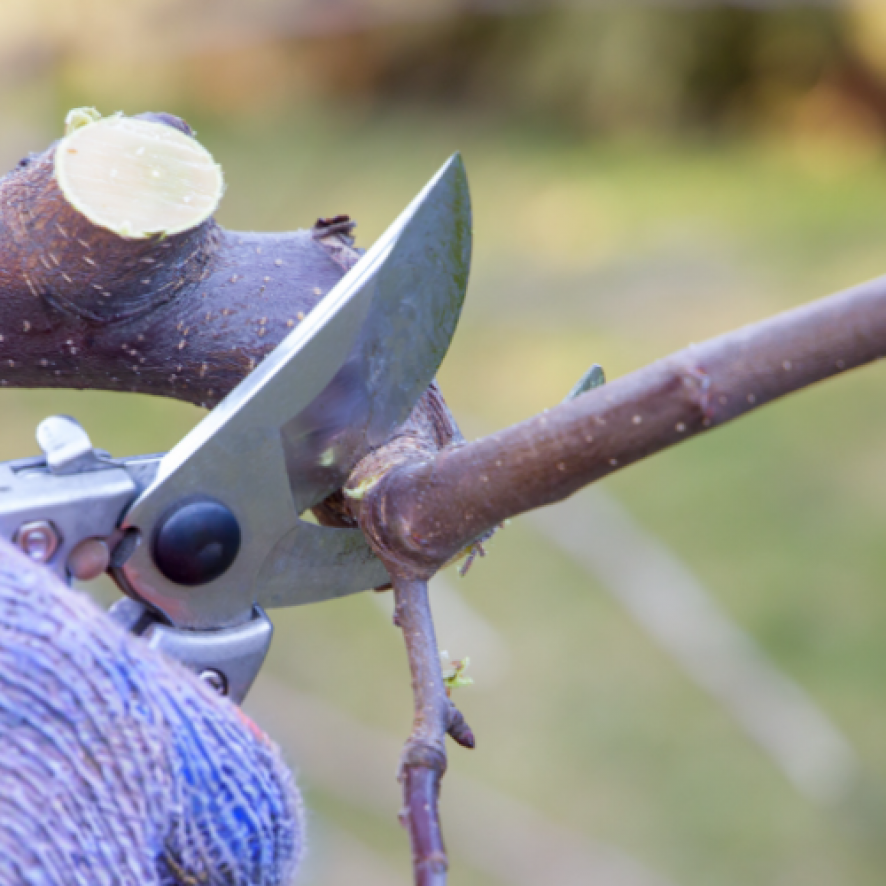 Taille de vergers, Agri-pro