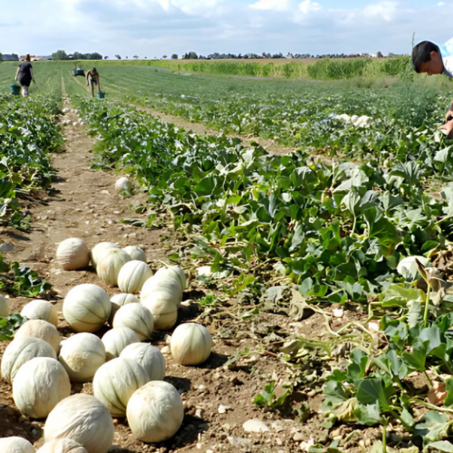 Récolte melon, Agri-pro