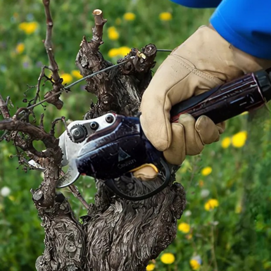 Tailles de vignes, Agri-pro